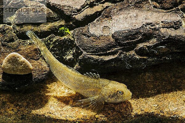 Erwachsener Stierkopf (Cottus gobio)  auf Felsen ruhend  Sowerby  North Yorkshire  England  Juni (das Subjekt wurde im Spezialfotobecken kontrolliert) (bevor es ausgewildert wurde)