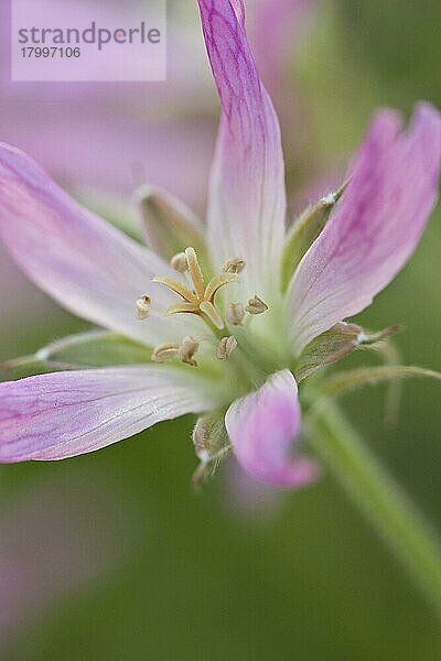 Hybride Gartengeranie (Geranium x oxonianum) 'Sherwood'  Nahaufnahme der Blume  Dorset  England  Juni