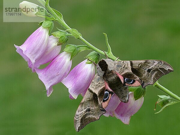 Augenbrauner Schwärmer (Smerinthus ocellata) erwachsen  ruht auf Fingerhut (Digitalis purpurea) Blumen im Garten  Leicestershire  England  Juni