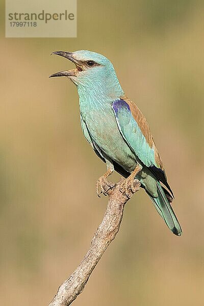 Blauracke (Coracias garrulus)  erwachsener Vogel auf Barschruf  Ungarn  Juni  Europa