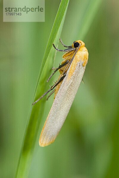 Buff Footman (Katha depressa) erwachsen  auf Gras ruhend  Powys  Wales  Juli