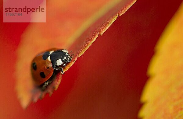 Erwachsener Sieben-Punkt-Marienkäfer (Coccinella septempunctata)  ruhend auf dem Blatt von Rowan (Sorbus aucuparia) in Herbstfärbung  Sheffield  South Yorkshire  England  September