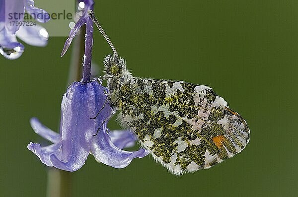 Orangenspitzen-Schmetterling (Anthocharis cardamines)  erwachsenes Männchen  ruht nach übernachtungsbedecktem Tau auf der Garten-Hantelblume  Dorset  England  Mai