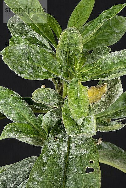 Der Echte Mehltau entwickelt sich an den Blättern von (Dianthus barbatus) (Dianthus barbatus)  Berkshire  Oktober