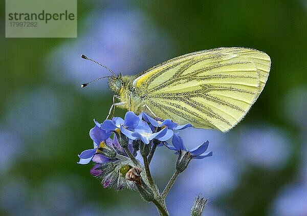 Erwachsener  grün geäderter Weißer (Pieris napi)  schläft auf Feld-vergissmeinnicht (Myosotis arvensis) Blumen im Garten  Leicestershire  England  Mai