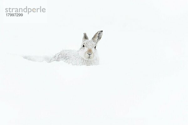 Berghase (Lepus timidus) erwachsen  im Winterfell  in Form sitzend am schneebedeckten Hang  Grampian Mountains  Highlands  Schottland  Januar