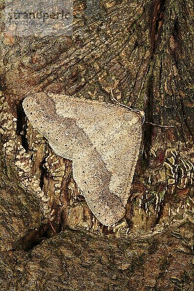 Punktierter Grenzfalter (Agriopis marginaria) adult  rastend auf Eiche (Quercus sp.)  Powys  Wales  Februar