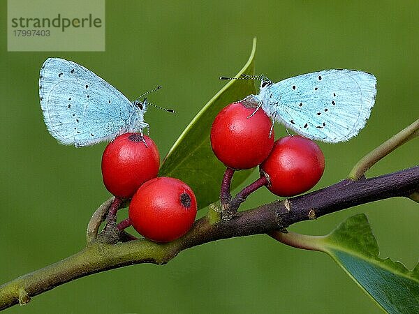 Stechpalmenblau (Ilex aquifolium) (Celastrina argiolus) zwei Erwachsene  auf Beeren der Europäischen Stechpalme ruhend  Leicestershire  England  April