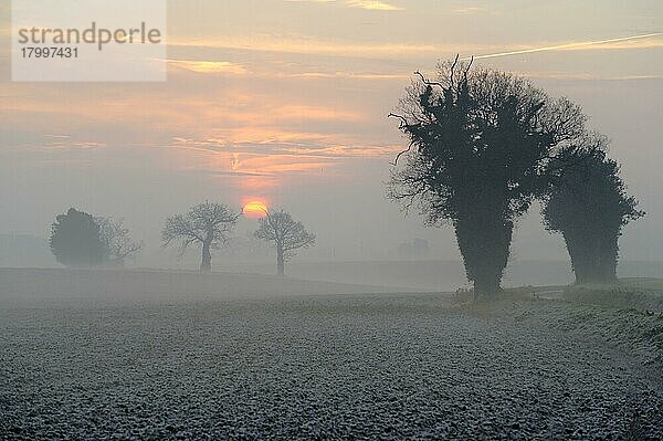 Gewöhnliche Eiche (Quercus robur)  Silhouette am Rande von Frost bedeckten Ackerfeldern im Morgennebel bei Sonnenaufgang  in der Nähe von Holbrook  Shotley Peninsula  Suffolk  England  Dezember