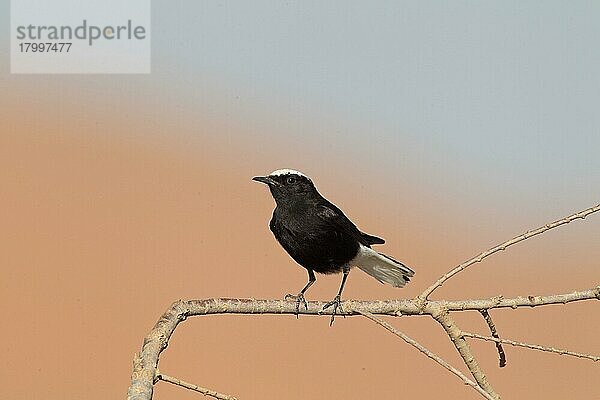 Erwachsener Weißscheitelsteinschmätzer (Oenanthe leucopyga)  erwachsen  auf einem Zweig in der Wüste  in der Nähe von Merzouga  Sahara-Wüste  Marokko  März  Afrika