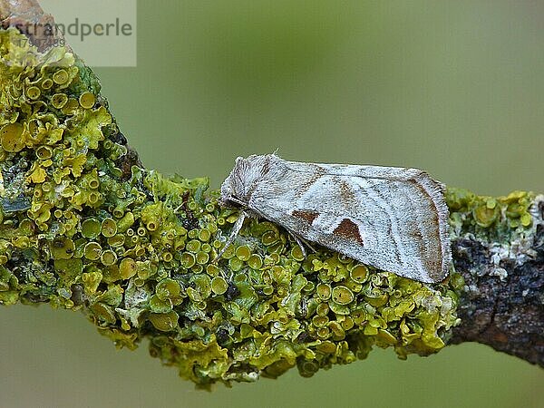 Silbriger Edelstein (Eucarta virgo) erwachsen  ruht auf flechtenbedecktem Zweig  Cannobina-Tal  Italienische Alpen  Piemont  Norditalien  Juli