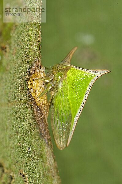 Membracidae  Andere Tiere  Insekten  Tiere  Treehopper (Membracidae sp.) adult female  guarding eggs  Manu Road  Departemento Cuzco  Andes  Peru  Südamerika