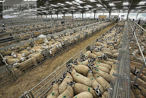 Hausschafe  Haustiere  Huftiere  Nutztiere  Paarhufer  Säugetiere  Tiere  Domestic Sheep  Welsh Mule flocks  in pens at livestock market  Welshpool Livestock Market  Welshpool  Powys  Wales  September
