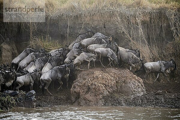 Östliche Streifengnu (Connochaetes taurinus) Herde überquert den Mara-Fluss und klettert das Steilufer hinauf. Masai Mara-Nationalreservat  Kenia  Afrika