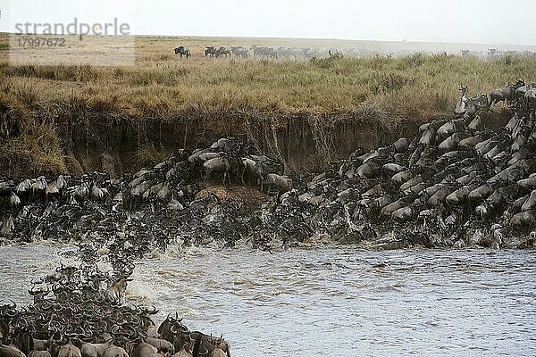 Östliche Streifengnu-Herde (Connochaetes taurinus) überquert den Mara-Fluss. Masai Mara-Nationalreservat  Kenia  Afrika