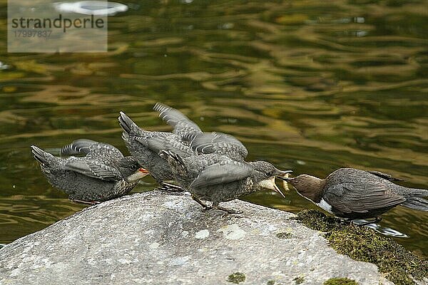 Weißkehl-Wasseramsel (Cinclus cinclus)  Erwachsener  füttert drei junge  neu flügge gewordene Tiere  bettelt auf einem Felsen am Flussufer  Rjukan Fluss  Hardangervidda  Telemark  Norwegen  Juni  Europa