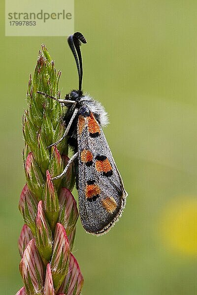 Nachtfalter (Zygaena rhadamanthus) adult  rastend auf Stieglitz (Onobrychis viciifolia) Blütenstachel  Ariege Pyrenäen  Midi-Pyrenäen  Frankreich  Juni  Europa