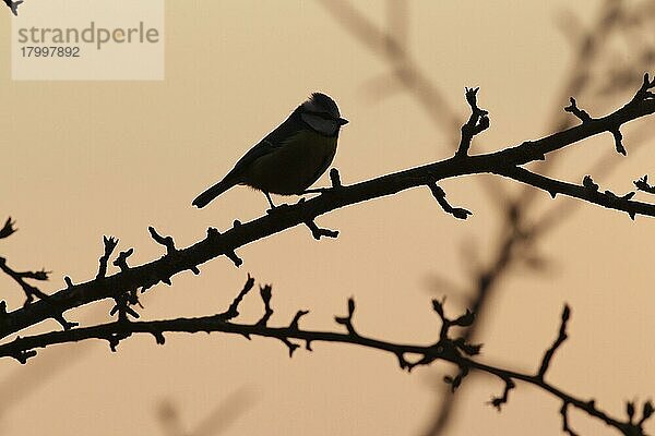 Blaumeise (Cyanistes caeruleus) ausgewachsen  auf einem Zweig mit Knospen sitzend  Silhouette bei Sonnenuntergang  West Yorkshire  England  Großbritannien  Europa