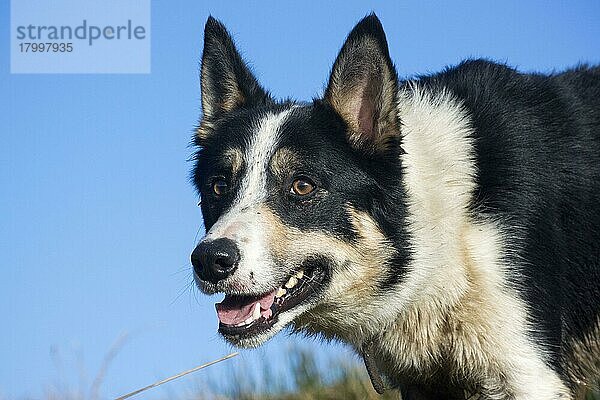 Haushund  Border Collie  Arbeitsschäferhund  erwachsen  Nahaufnahme des Kopfes  Alarm  England  Dezember