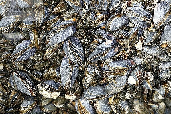 Miesmuschel  Miesmuscheln (Mytilus edulis)  Andere Tiere  Muscheln  Tiere  Weichtiere  Common Mussel group  on rocky shore at low tide  Gower Peninsula  West Glamorgan  South Wales  March