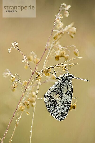 Marmorierter Weißer (Melanargia galathea)  Erwachsener  auf Gras schlafend  in der Wiese auf Kreideflächen in der Morgendämmerung  North Downs  Kent  England  Juni