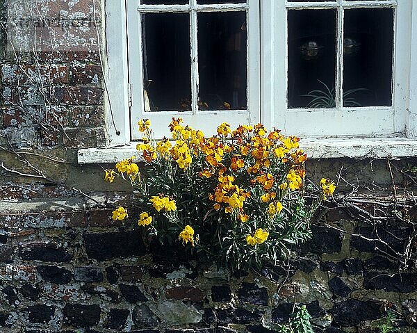 Blume  Mauerblümchen Wild (Chairanthus cheiri) Wächst an der Wand unter dem Fenster