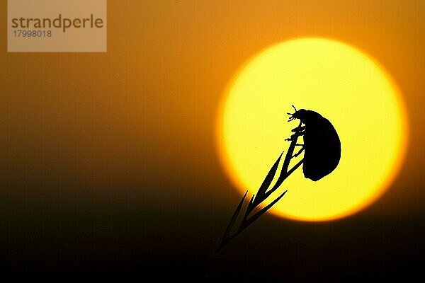 Coccinella 7-punctata  Siebenpunkt-Marienkäfer (Coccinella septempunctata)  Andere Tiere  Insekten  Käfer  Marienkäfer  Tiere  Seven-spot Ladybird adult  Silhouette at sunset  Sheffield  South Yorkshire  England  august