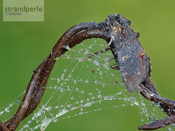 Eiserner Nachtfalter (Notodonta dromedarius)  erwachsen  ruht mit Spinnennetz und Regentropfen auf rostigem Draht  Leicestershire  England  April