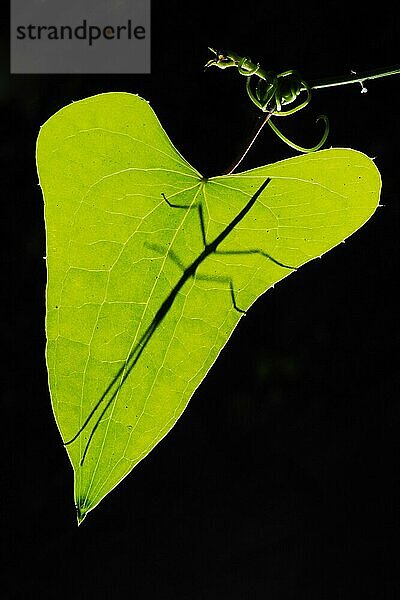 Stabschrecke  Stabschrecken  Andere Tiere  Insekten  Tiere  Gespenstschrecken  Stick-insect (Bacillus sp.) adult  silhouette under Italy  july