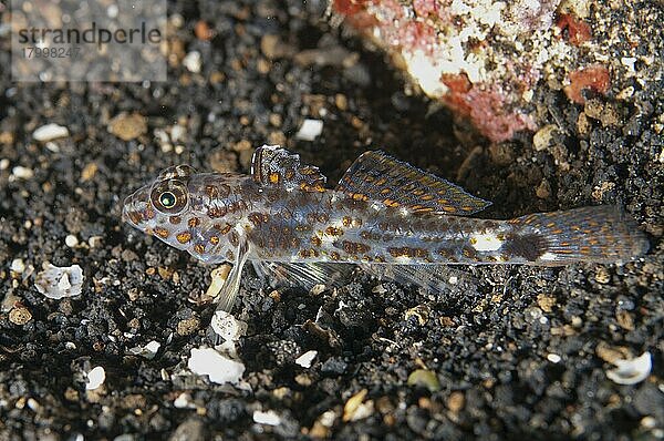 Gefleckte Grundel (Coryphopterus inframaculatus)  erwachsenes Weibchen  auf schwarzem Sand ruhend  Lembeh-Straße  Sulawesi  Sunda-Inseln  Indonesien  Asien