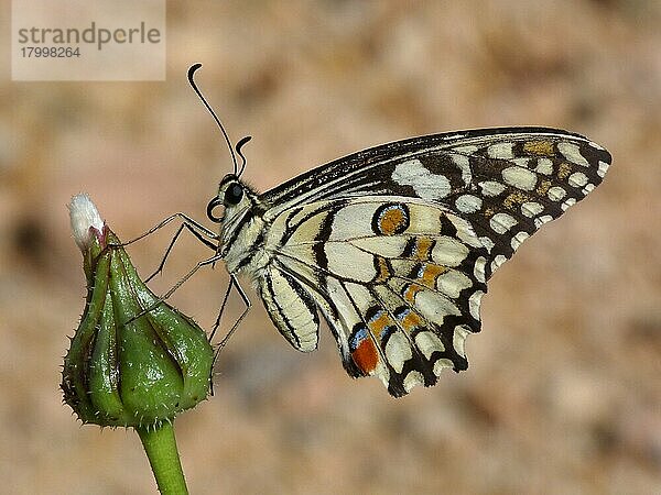 Scharlachschwalbenschwanz (Papilio demoleus) erwachsen  Unterseite  auf der Blütenknospe ruhend  Westaustralien  Australien  Ozeanien