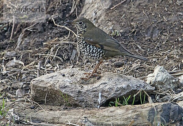 Stelzendrossel (Zoothera mollissima)  erwachsen  stehend auf Fels  Arunachal Pradesh  Indien  März  Asien