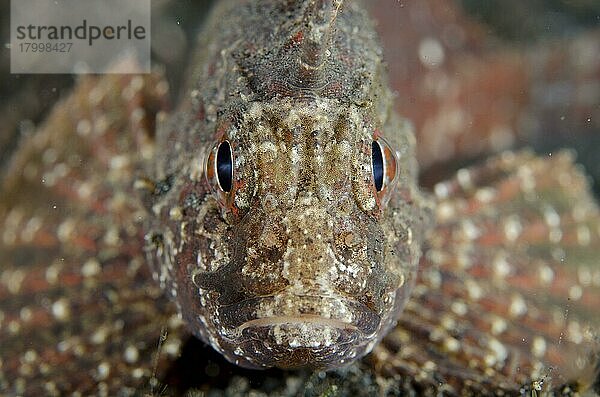 Erwachsener Weißgesicht-Waschfisch (Paracentropogon longispinus)  Nahaufnahme des Kopfes  auf schwarzem Sand ruhend  Lembeh-Straße  Sulawesi  Sunda-Inseln  Indonesien  Januar  Asien