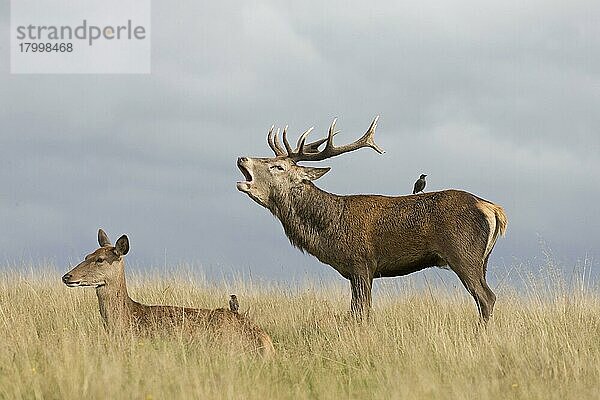 Rothirsch (Cervus elaphus) Hirsch  brüllend  mit Hirschkuh  auf Grasland ruhend  mit Gewöhnlichem Star (Sturnus vulgaris) zwei Erwachsene  nicht brütendes Gefieder  auf dem Rücken sitzend  während der Brunftzeit  Richmond Park  London  England  Ok