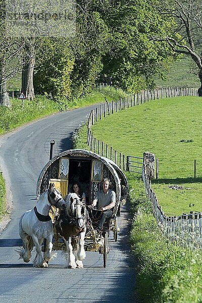 Pferd  Irish Cob (Zigeunerpony)  Erwachsene  zieht Reisewohnwagen auf der schmalen Landstraße in Richtung Appleby Horse Fair  in der Nähe von Kirkby Stephen  Cumbria  England  Juni