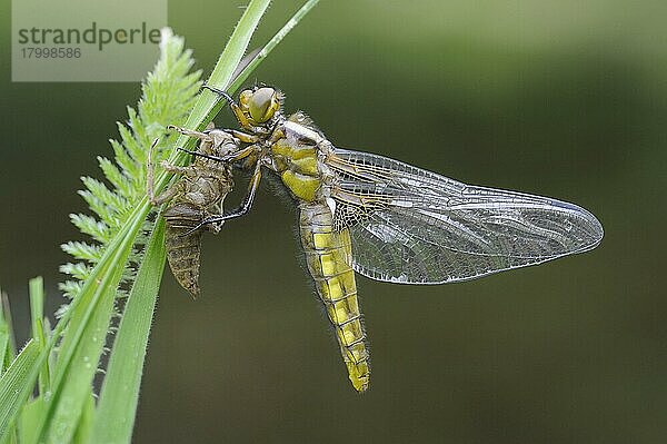 Breitbauch-Chaser (Libellula depressa)  erwachsene Frau  frisch aus der Exuvia aufgetaucht  ruht auf Gras am Rand eines Gartenteichs  Bentley  Suffolk  England  Mai