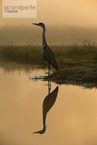 Graureiher (Ardea cinerea) adult  stehend am Wasserrand  bei Sonnenaufgang  Hortobagy N.P.  Ungarn  April  Europa