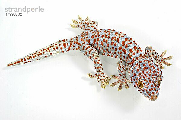 Tokay Gecko (Gecko-Gecko) erwachsen