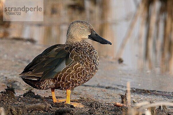 Cape Shoveler (Anas smithii)  erwachsener Mann  am Wasser stehend  Südafrika  August