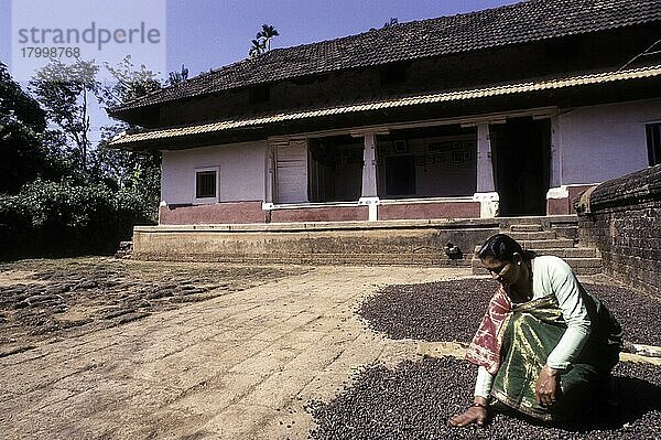 AKodava-Frauen trocknen Kaffeesamen vor einem 150 Jahre alten Kodava-Haus in Kodagu Coorg  Karnataka  Indien  Asien