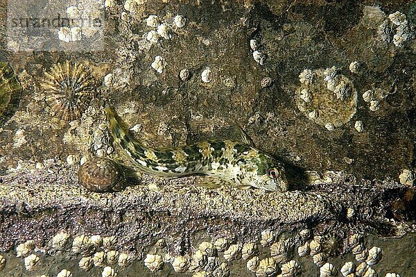 Shanny (Lipophrys pholis) erwachsen  ruht neben einem Felsen mit Seepocken  Swanage Bay  Isle of Purbeck  Dorset  England  Juli