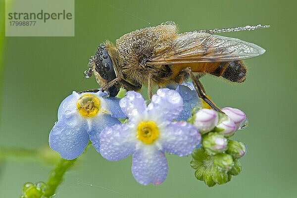 Ausgewachsene Drohnenfliege (Eristalis nemorum)  die sich auf Vergissmeinnicht-Blüten ausruht  die mit Regentropfen bedeckt sind  River Whiteadder  Berwickshire  Scottish Borders  Schottland  September