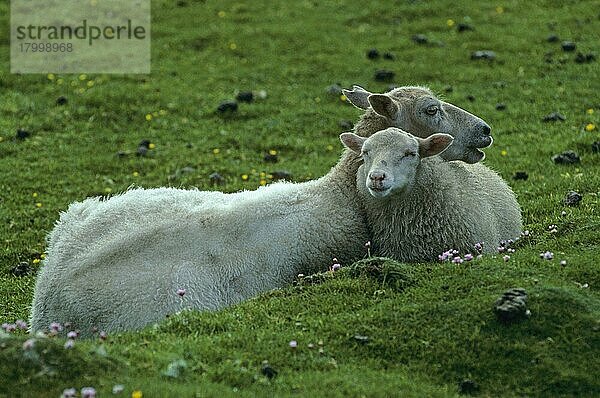 Fair Isle Sheep (Shorn für Wollpullover) Erwachsener und Lamm