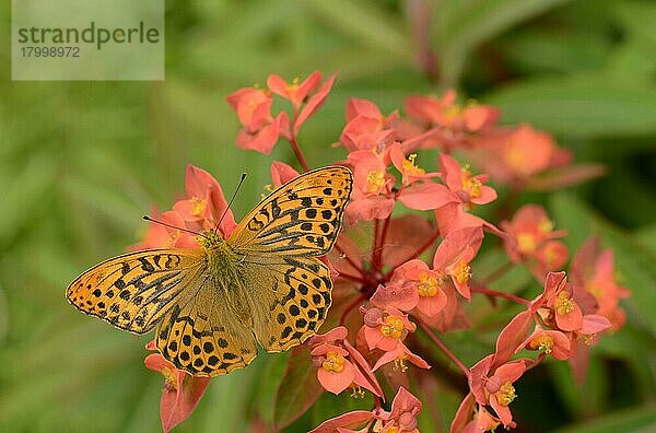 Silberfarbener Scheckenfalter (Argynnis paphia)  erwachsenes Männchen  auf Blüten der Wolfsmilch (Euphorbia sp.) ruhend  Oxfordshire  England  Juni