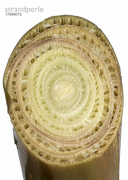 Schnitt durch den Pseudostamm einer Banane mit dicht gepackten Blättern  die die Struktur bilden