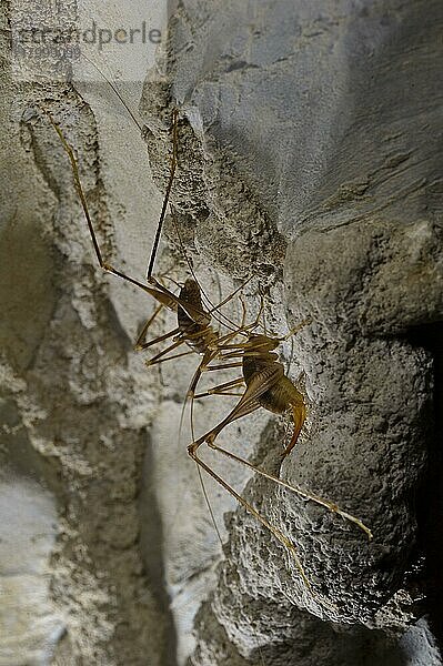 Höhlengrille (Dolichopoda ligustica) erwachsenes Paar  an der Höhlenwand  Italien  Oktober  Europa