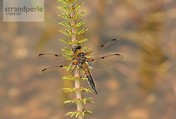 Erwachsener Vierfleck-Jäger (Libellula quadrimaculata)  auf Stutenschwanz (Hippuris vulgaris) ruhend  Oxfordshire  England  Juli