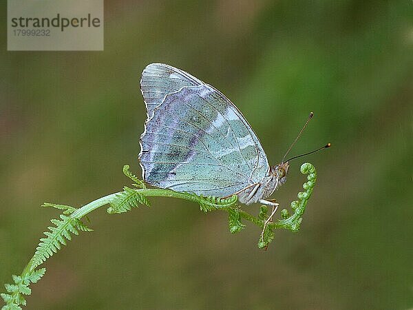 Silber gewaschener Scheckenfalter (Argynnis paphia) Valesina-Form  erwachsen  auf Farnwedel ruhend  Cannobina-Tal  Piemont  Norditalien  Juli