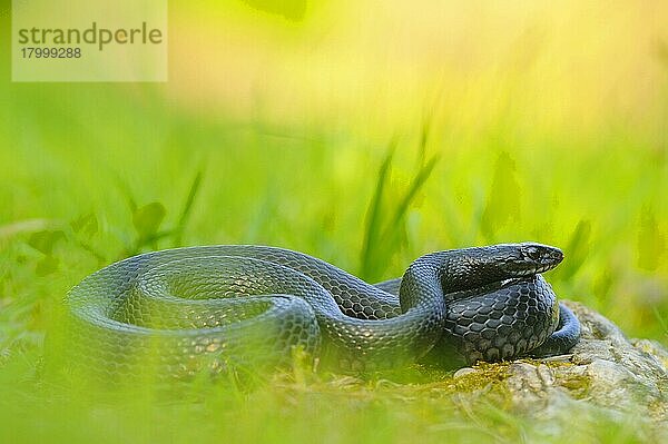 Westliche Peitschenschlange (Hierophis viridiflavus) melanistische Form  erwachsen  im Gras schwelgend  Italien  April  Europa