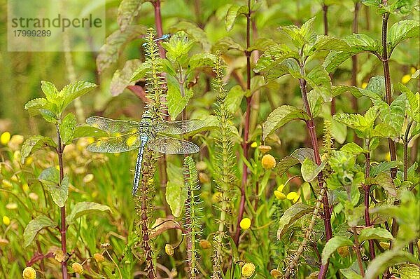 Kaiserlibelle (Anax imperator) erwachsenes Männchen  auf Stutenschwanz (Hippuris vulgaris) ruhend  Oxfordshire  England  Juni